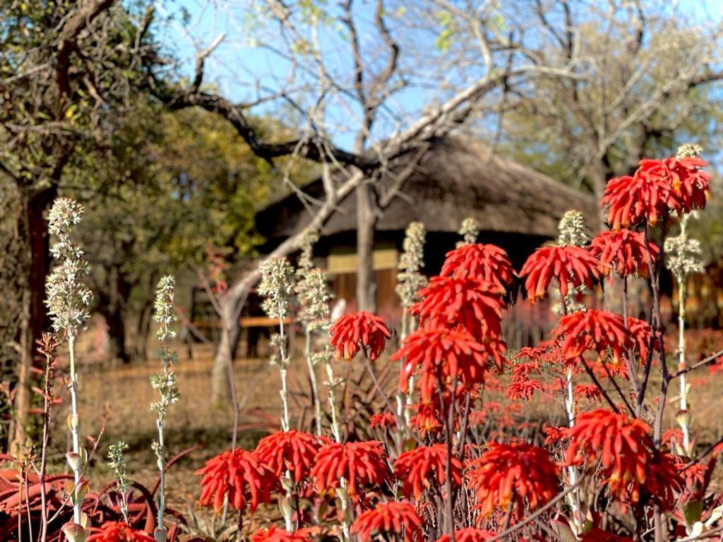 Shayamoya Tiger Fishing And Game Lodge 퐁골라 외부 사진