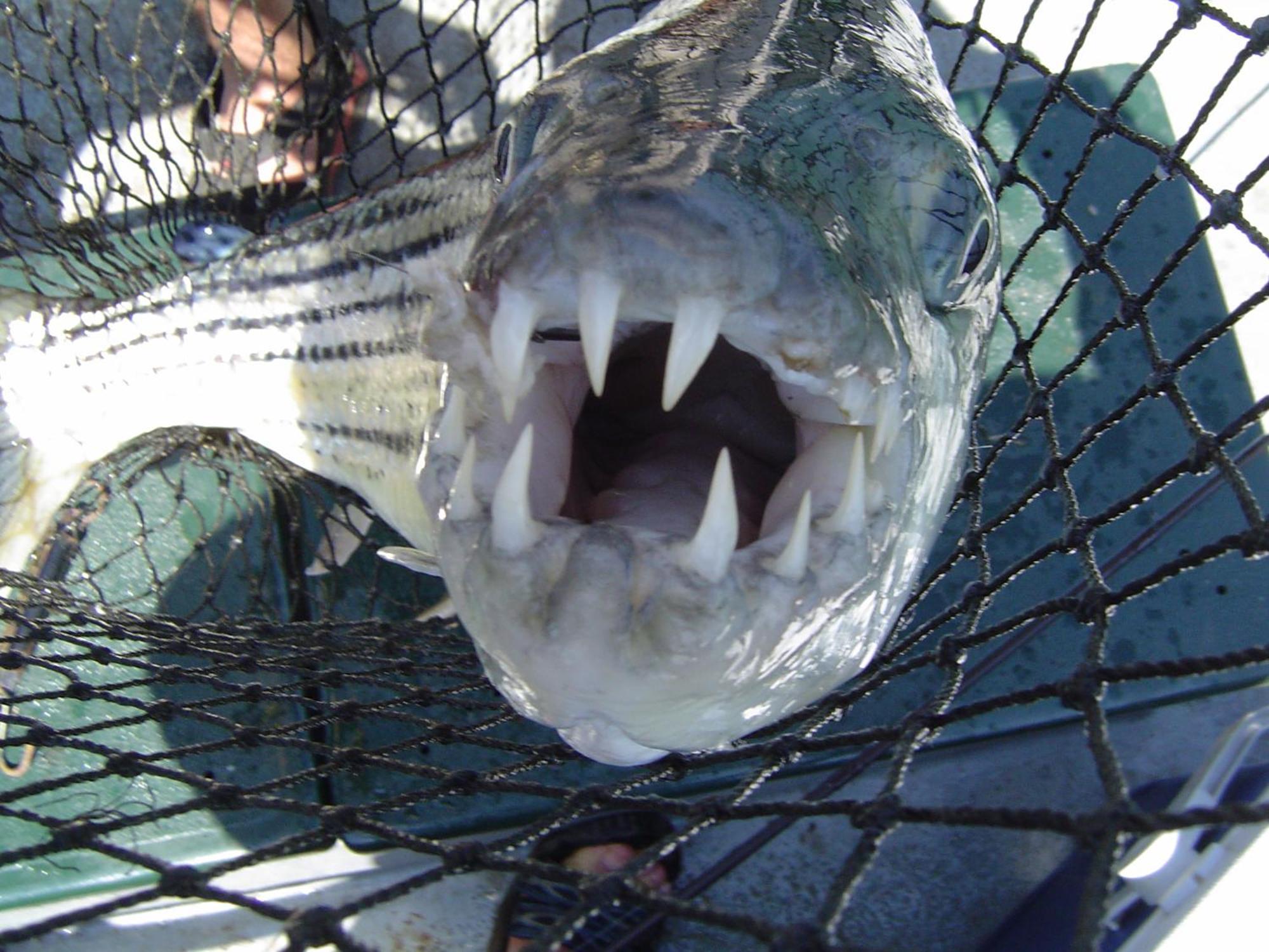 Shayamoya Tiger Fishing And Game Lodge 퐁골라 외부 사진